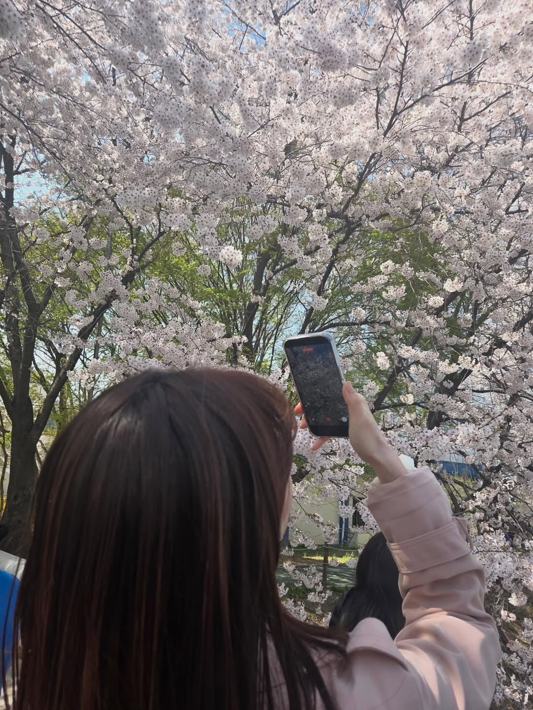 벚꽃구경 실컷🌸-2.jpg