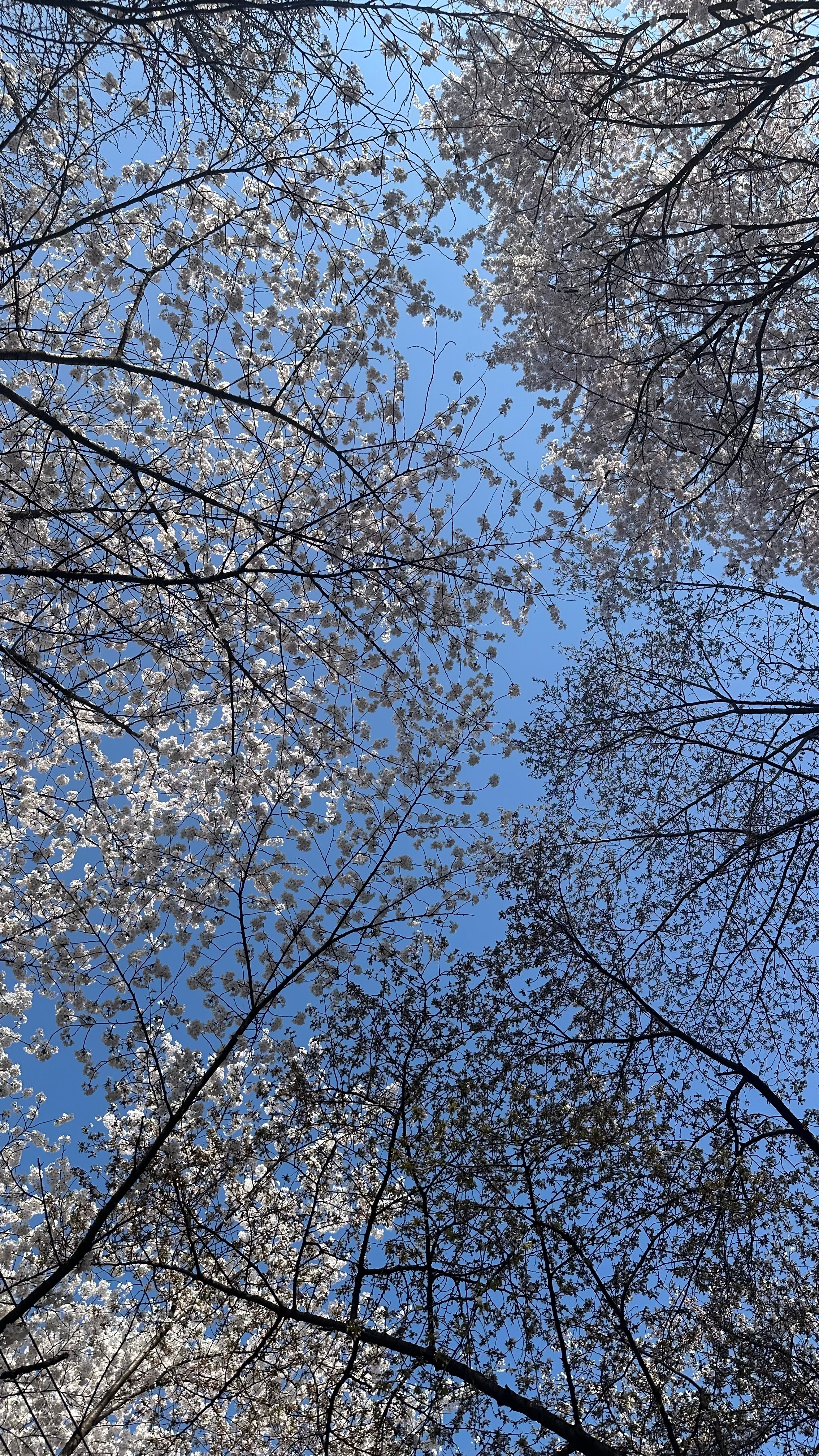 IMG_8351.jpeg
