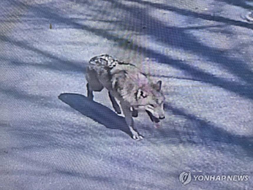 대전 오월드 사파리서 새끼늑대 한 마리 탈출