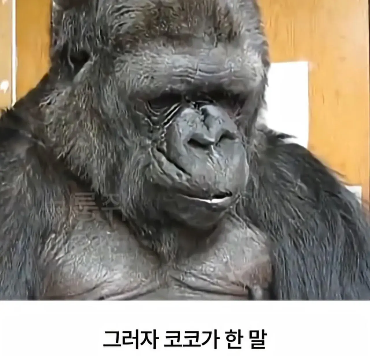 KUpuh.webp
