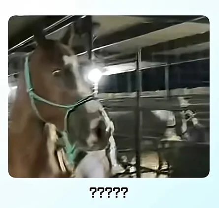 19a9fc4f5a1496e82.png.jpg