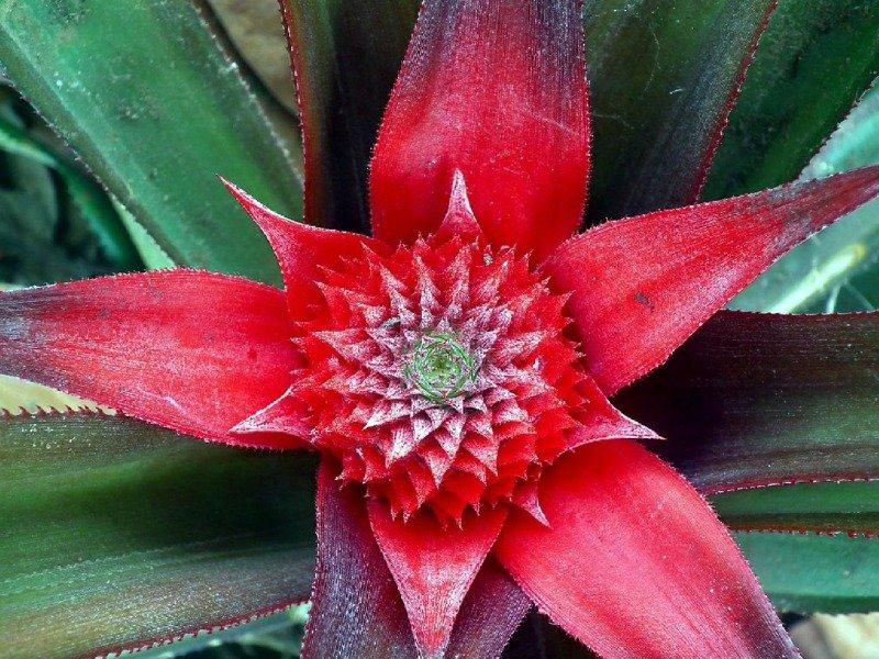 1280px-PineApple_-_Ananas_comosus_-_starting_stage.jpg