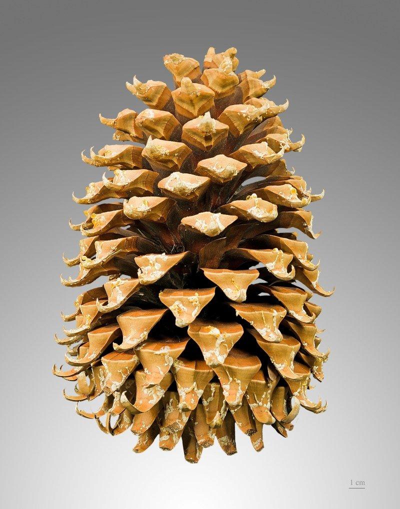 Pinus_coulteri_MHNT_Cone.jpg