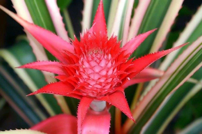 Ananas_bracteatus_Striatus_0zz.jpg
