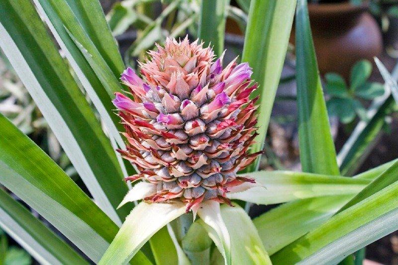 Flowering_Pineapple_Sept_4_2011.jpg