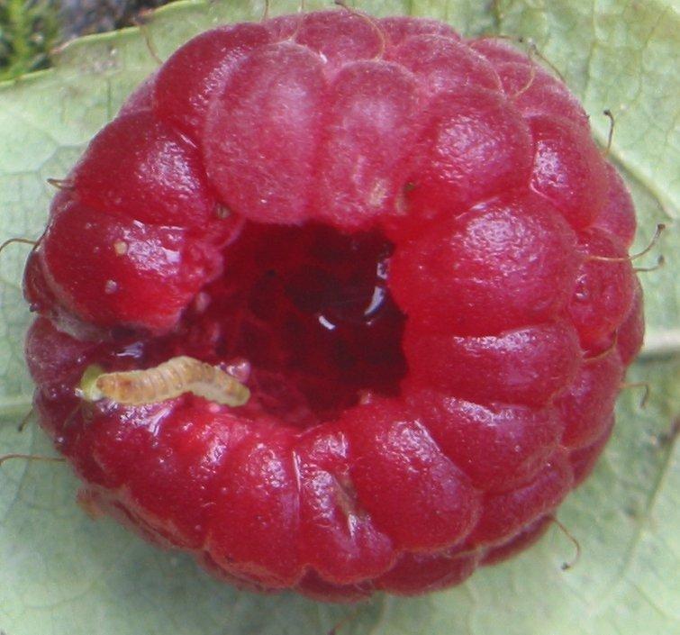 Frambozenkever.jpg