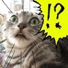 icon_31.png