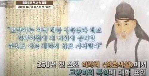 250년에_쓰여진_냥아치_특징.jpg
