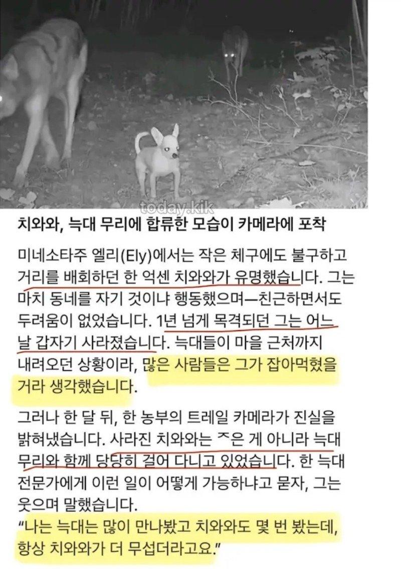 치와와.jpg