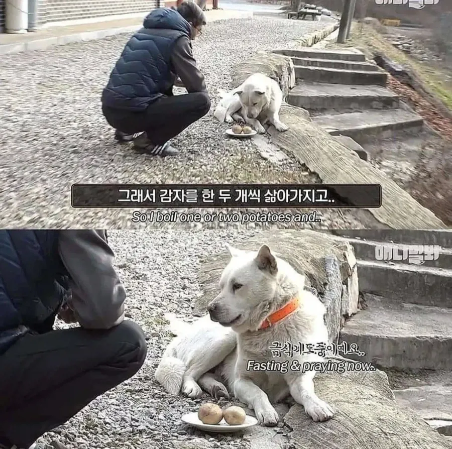 1000114473.webp 절에사는 개가 식탐이없는이유 .jpg