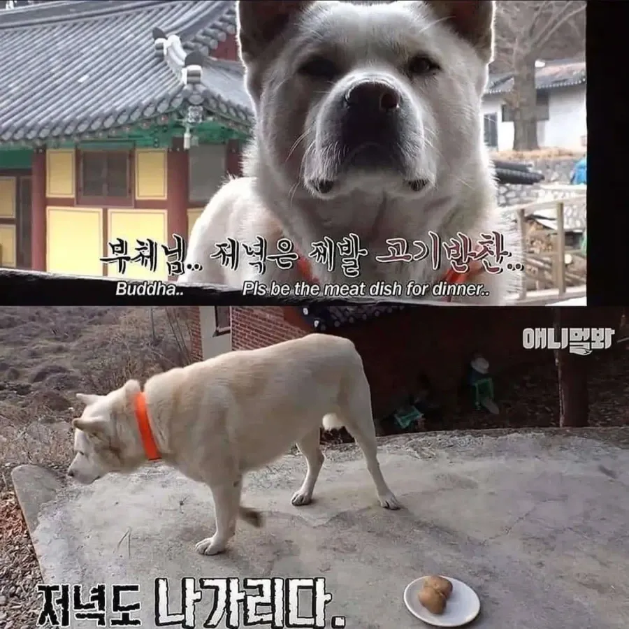 1000114478.webp 절에사는 개가 식탐이없는이유 .jpg