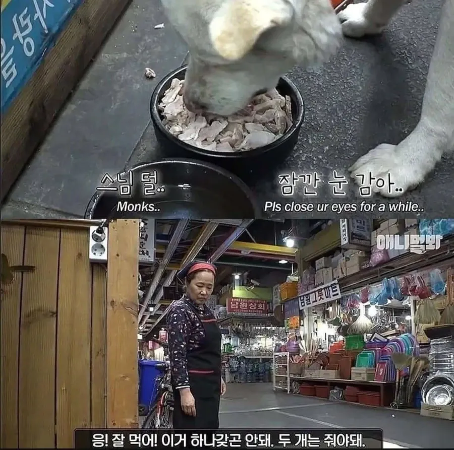1000114475.webp 절에사는 개가 식탐이없는이유 .jpg