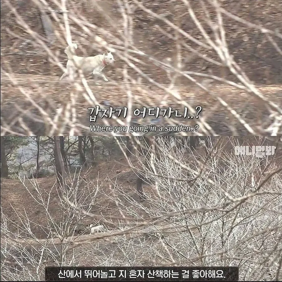 1000114474.webp 절에사는 개가 식탐이없는이유 .jpg