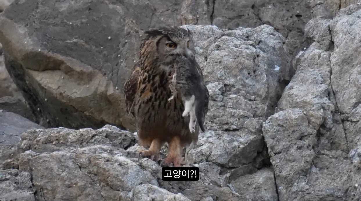 8742374326_486616_b564309eaae250ffa3ce8d94067844f8.jpg 최근 수리부엉이가 먹이로 잡고 있다는 동물