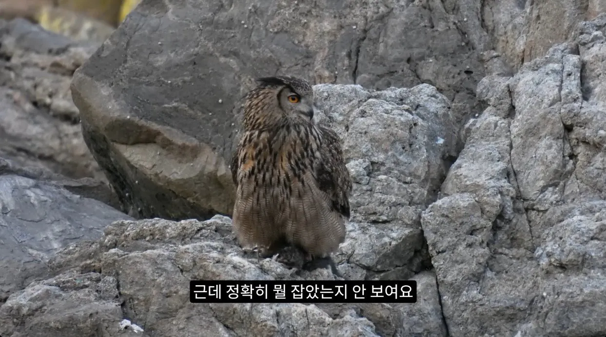 8742374326_486616_259741f1190f90cc77ca52e041e5cdb2.jpg 최근 수리부엉이가 먹이로 잡고 있다는 동물
