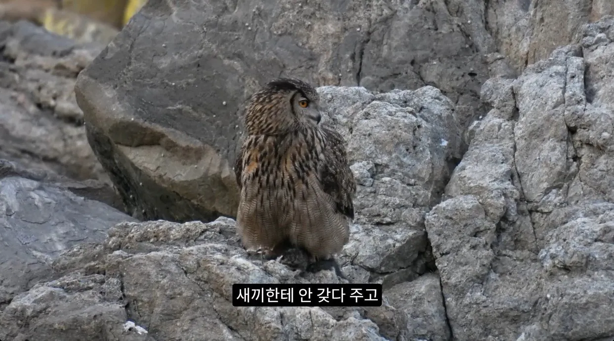 8742374326_486616_5dc4feda509ffa5575761ebc1e06ef6a.jpg 최근 수리부엉이가 먹이로 잡고 있다는 동물