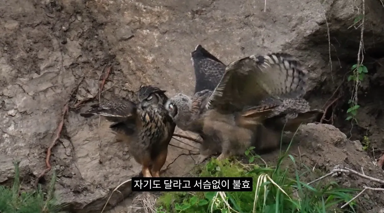 8742374326_486616_4d792e0a7719d500dc6d7952928b171d.jpg 최근 수리부엉이가 먹이로 잡고 있다는 동물