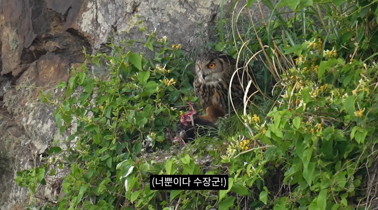 8742374326_486616_2de13453adc423d30d9c31c9cd6f4d87.jpg 최근 수리부엉이가 먹이로 잡고 있다는 동물