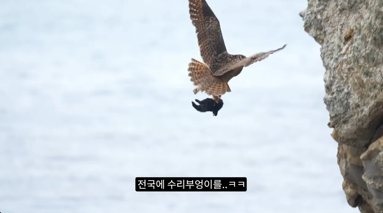 8742374326_486616_fe5a9a787447a9f43ebda29bf35b605a.jpg 최근 수리부엉이가 먹이로 잡고 있다는 동물