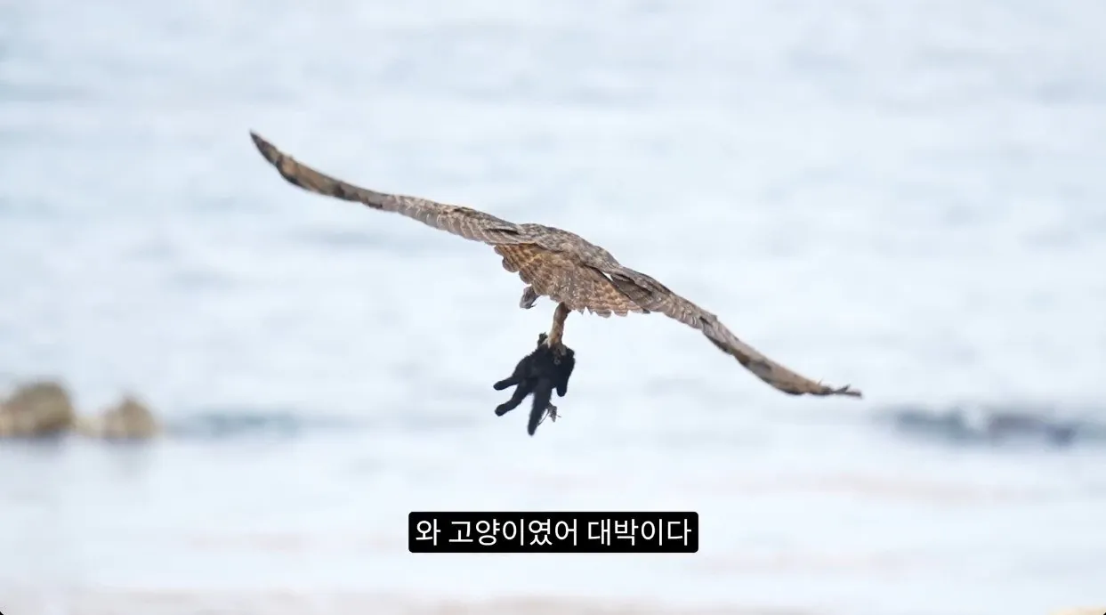 8742374326_486616_99b983892094b5c6d2fc3736e15da7d1_2.jpg 최근 수리부엉이가 먹이로 잡고 있다는 동물