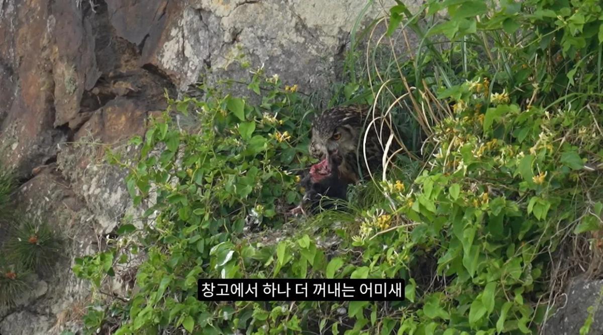 8742374326_486616_66ca2de07e17c1399dffb3b772fa92a4.jpg 최근 수리부엉이가 먹이로 잡고 있다는 동물