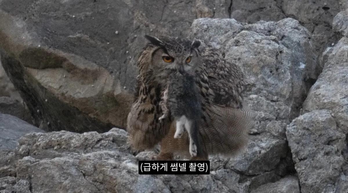 8742374326_486616_cfb18c2d3229495da95523aca7759bbd.jpg 최근 수리부엉이가 먹이로 잡고 있다는 동물