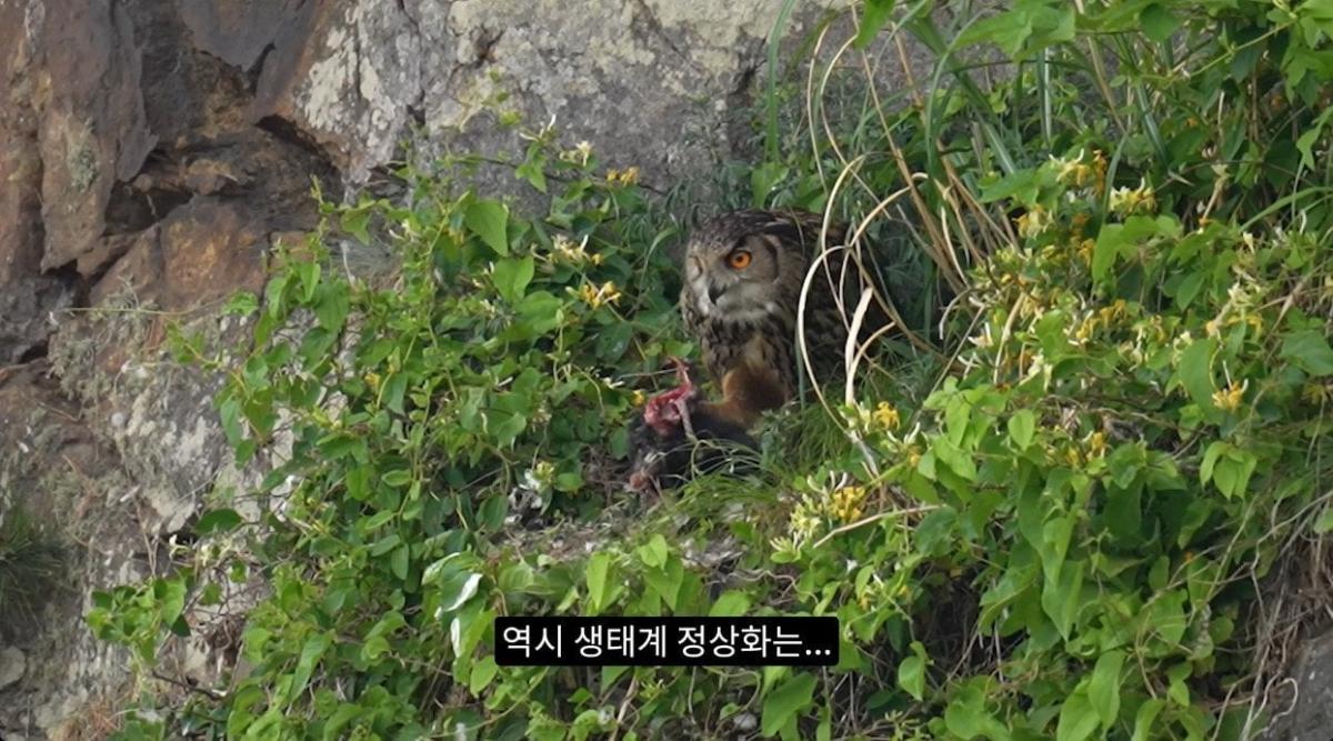 8742374326_486616_691eeddd8e88a892b7ff958a5551c53b.jpg 최근 수리부엉이가 먹이로 잡고 있는 동물