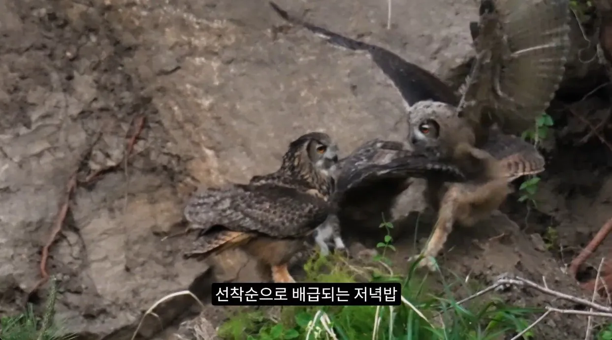 8742374326_486616_99b983892094b5c6d2fc3736e15da7d1_1.jpg 최근 수리부엉이가 먹이로 잡고 있는 동물