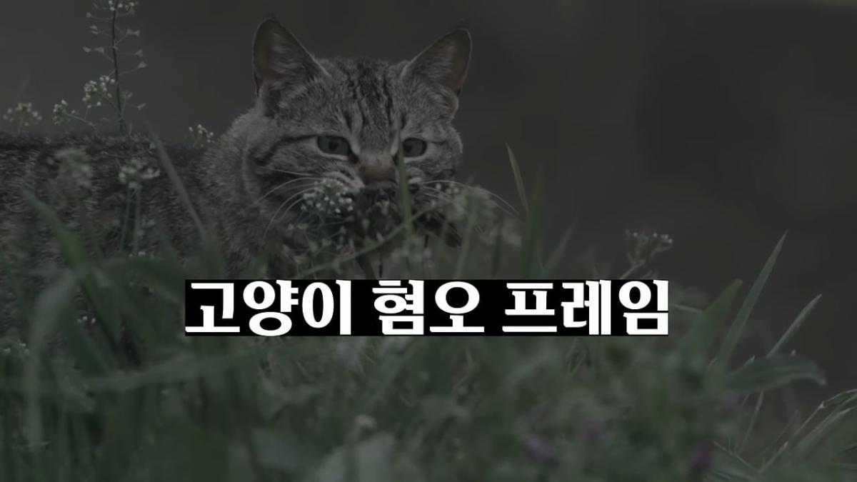 고양이, 이젠 직접 잡는 수밖에 없습니다_20260818_204407.270.jpg