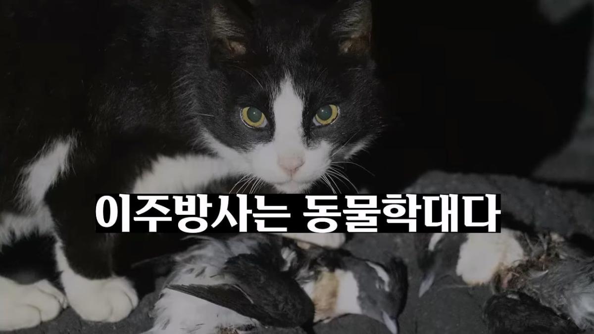 고양이, 이젠 직접 잡는 수밖에 없습니다_20260818_205327.637.jpg
