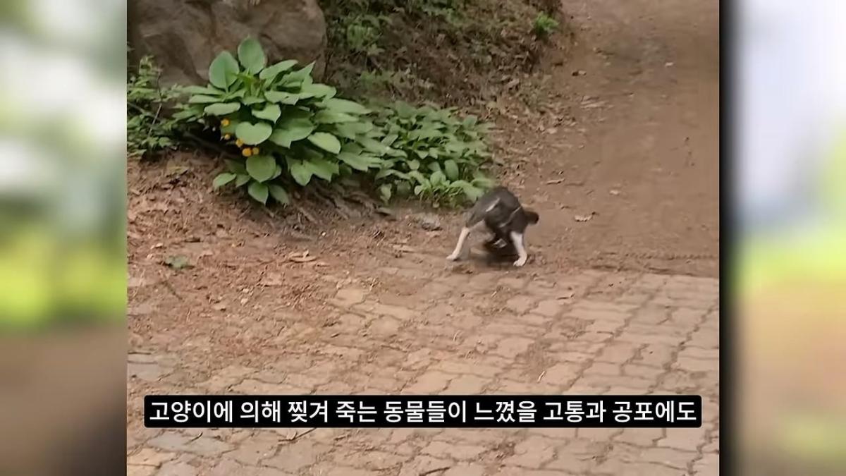 고양이, 이젠 직접 잡는 수밖에 없습니다_20260818_205522.469.jpg