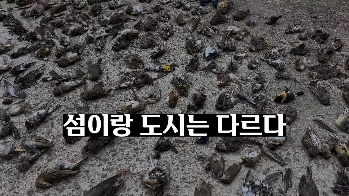 고양이, 이젠 직접 잡는 수밖에 없습니다_20260818_210102.588.jpg