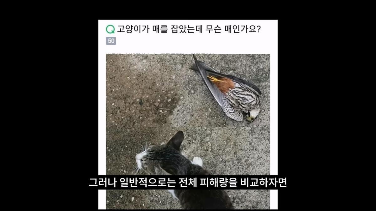고양이, 이젠 직접 잡는 수밖에 없습니다_20260818_210435.740.jpg