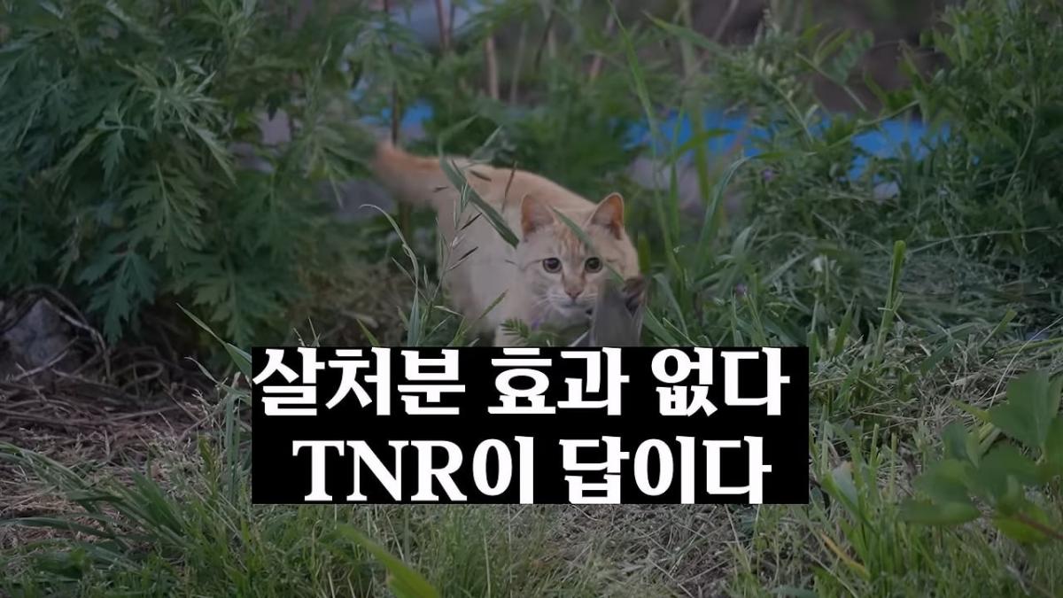 고양이, 이젠 직접 잡는 수밖에 없습니다_20260818_210549.404.jpg