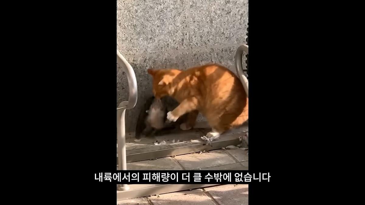 고양이, 이젠 직접 잡는 수밖에 없습니다_20260818_210442.708.jpg