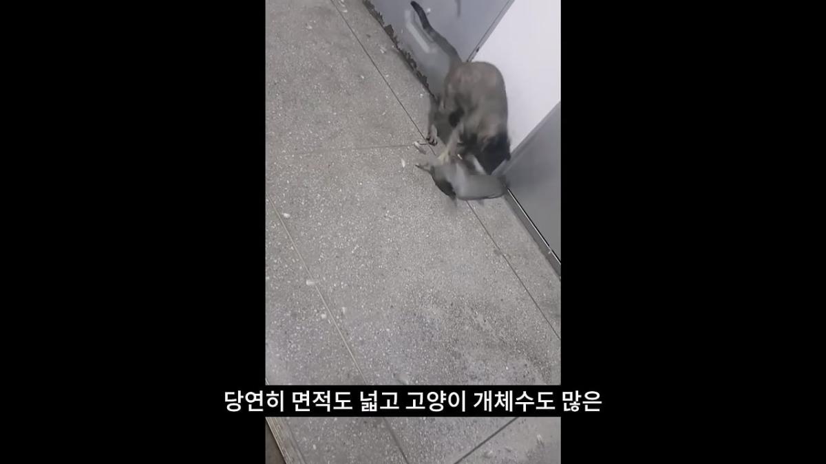 고양이, 이젠 직접 잡는 수밖에 없습니다_20260818_210440.556.jpg