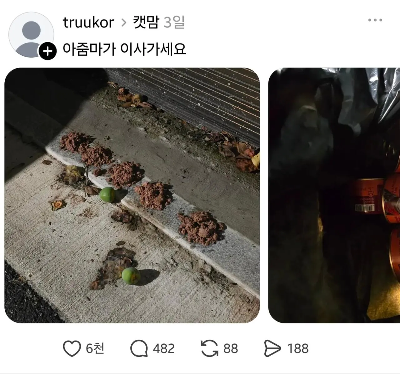 1000038517.jpg 임자 제대로 만난 캣맘 ㅋㅋㅋ