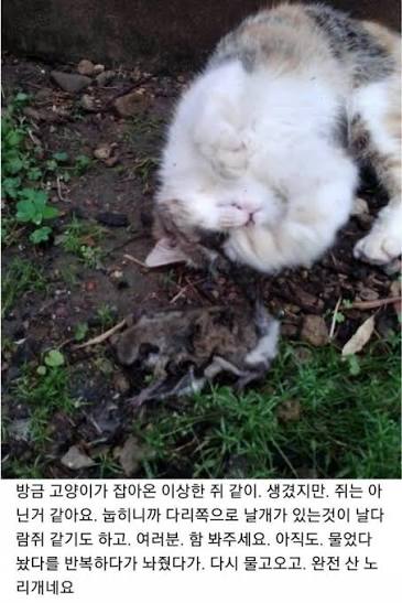 개씹좆냥이-003.jpg