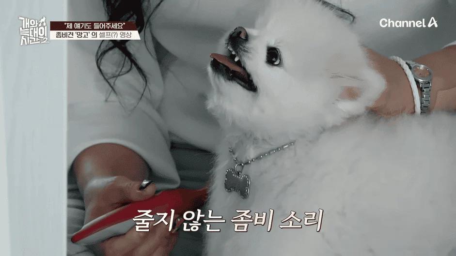 [#개와늑대의시간2] _저 같아도 물 것 같._ 하루에 개를 462번 부르는 보호자!_😨🚨 (귀에 딱지 앉을 듯.)🤕🐕 _ 개와 늑대의 시간2 17회 2-19 screenshot.png