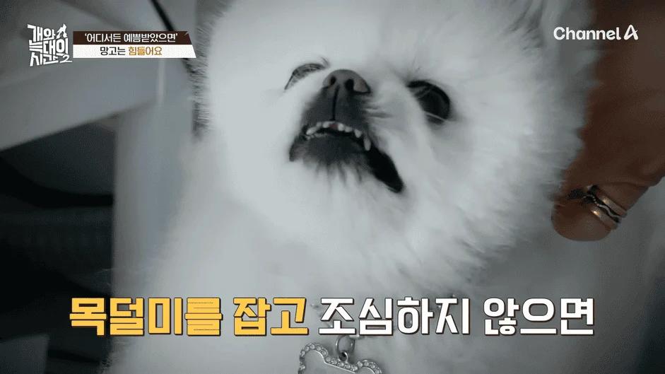 [#개와늑대의시간2] _저 같아도 물 것 같._ 하루에 개를 462번 부르는 보호자!_😨🚨 (귀에 딱지 앉을 듯.)🤕🐕 _ 개와 늑대의 시간2 17회 4-49 screenshot.png