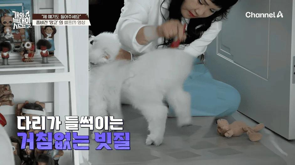 [#개와늑대의시간2] _저 같아도 물 것 같._ 하루에 개를 462번 부르는 보호자!_😨🚨 (귀에 딱지 앉을 듯.)🤕🐕 _ 개와 늑대의 시간2 17회 2-28 screenshot.png
