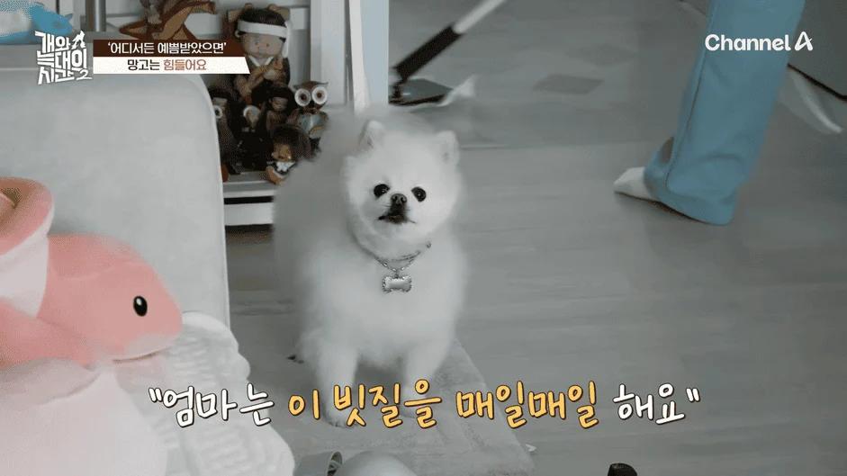 [#개와늑대의시간2] _저 같아도 물 것 같._ 하루에 개를 462번 부르는 보호자!_😨🚨 (귀에 딱지 앉을 듯.)🤕🐕 _ 개와 늑대의 시간2 17회 5-5 screenshot.png