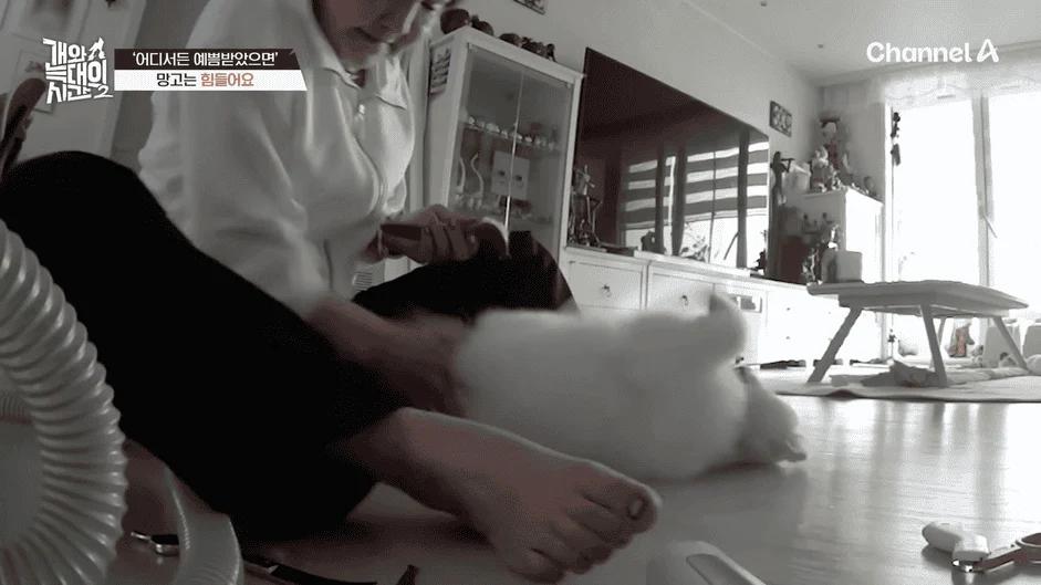 [#개와늑대의시간2] _저 같아도 물 것 같._ 하루에 개를 462번 부르는 보호자!_😨🚨 (귀에 딱지 앉을 듯.)🤕🐕 _ 개와 늑대의 시간2 17회 8-9 screenshot.png