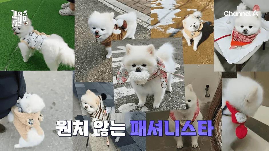 [#개와늑대의시간2] _저 같아도 물 것 같._ 하루에 개를 462번 부르는 보호자!_😨🚨 (귀에 딱지 앉을 듯.)🤕🐕 _ 개와 늑대의 시간2 17회 10-15 screenshot.png