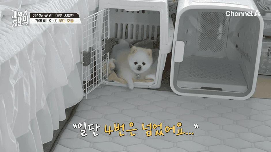 [#개와늑대의시간2] _저 같아도 물 것 같._ 하루에 개를 462번 부르는 보호자!_😨🚨 (귀에 딱지 앉을 듯.)🤕🐕 _ 개와 늑대의 시간2 17회 15-47 screenshot.png