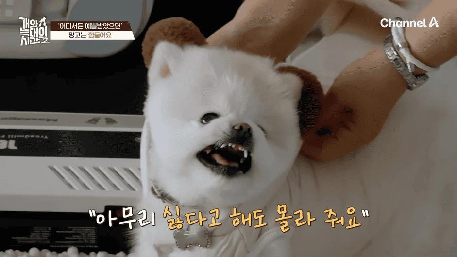 [#개와늑대의시간2] _저 같아도 물 것 같._ 하루에 개를 462번 부르는 보호자!_😨🚨 (귀에 딱지 앉을 듯.)🤕🐕 _ 개와 늑대의 시간2 17회 10-24 screenshot.png