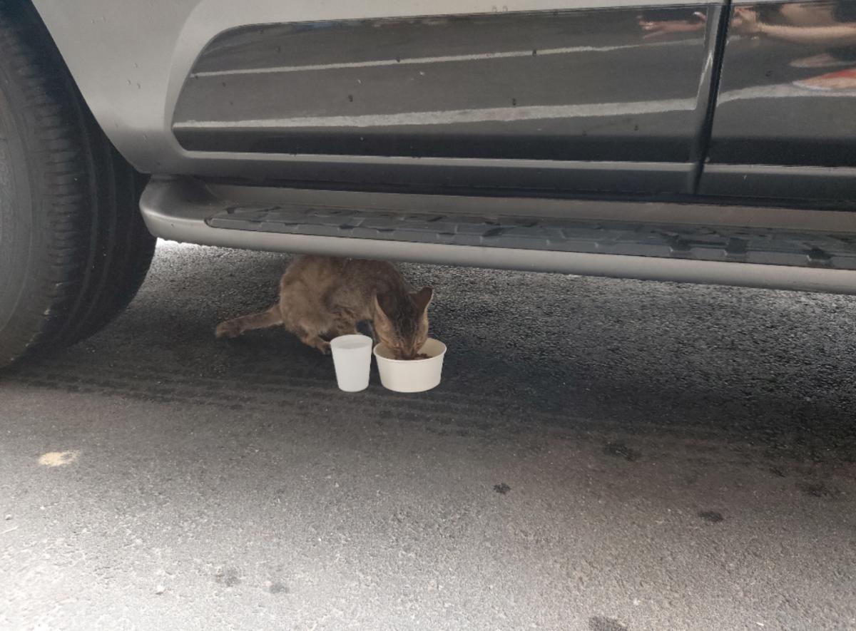 cat-20220328-154600-002.png