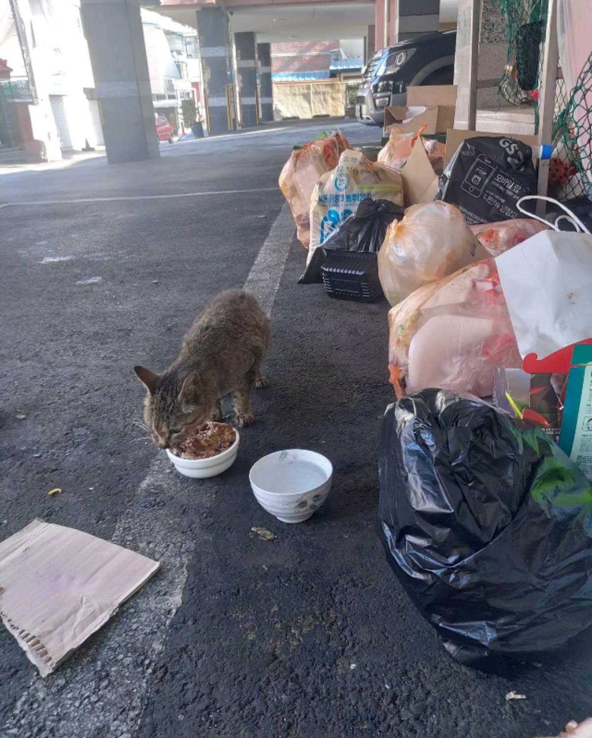 cat-20220328-154600-008.png