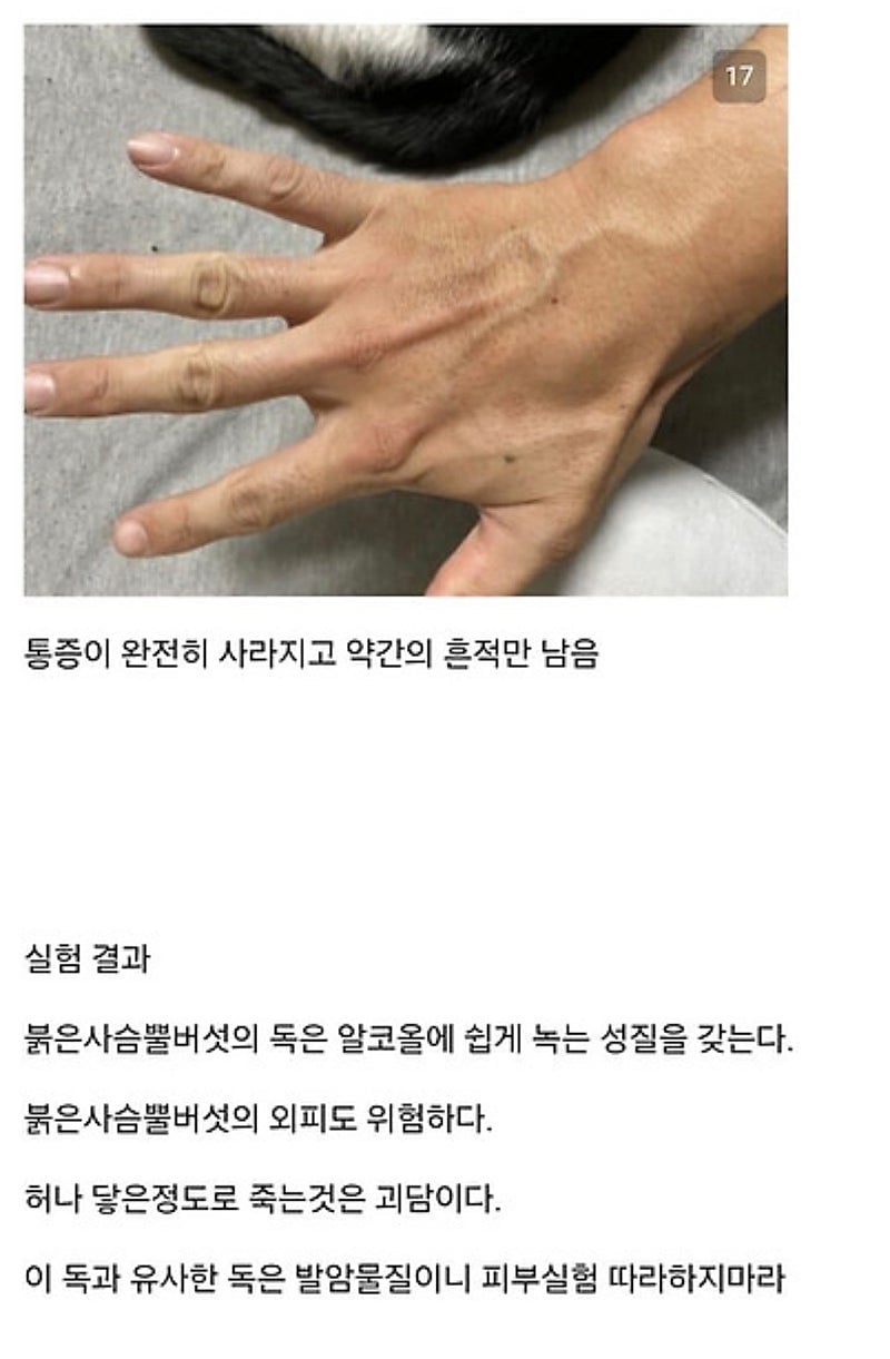 28935.jpg 붉은사슴뿔버섯을 본인 몸에 실험한 일본인.jpg