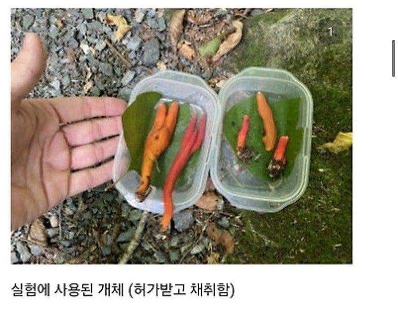 28923.jpg 붉은사슴뿔버섯을 본인 몸에 실험한 일본인.jpg